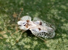 Corythucha ciliata_имаго_8